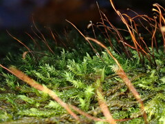 Hygrohypnum luridum