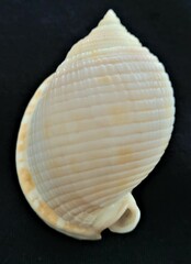 Semicassis granulata