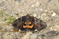 Catocala muliercula