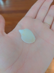 Semicassis granulata