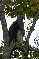 Haliaeetus ichthyaetus