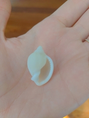 Semicassis granulata