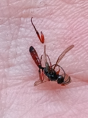 Dusona