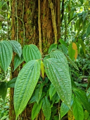 Piperaceae