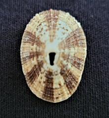 Diodora cayenensis