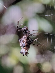 Micrathena gracilis