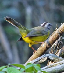 Basileuterus culicivorus
