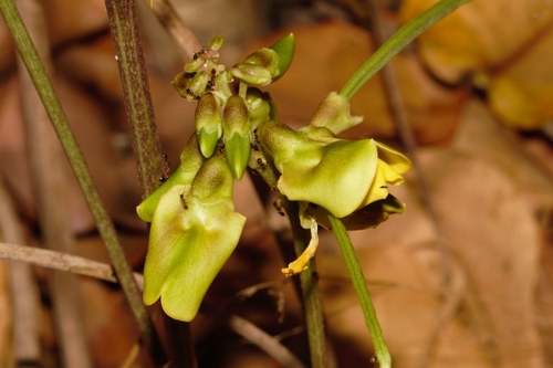 African Yam Bean (Sphenostylis erecta)