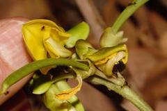 Sphenostylis erecta image