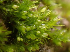 Pseudephemerum nitidum