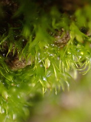 Pseudephemerum nitidum