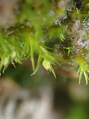 Pseudephemerum nitidum