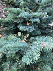 Abies procera