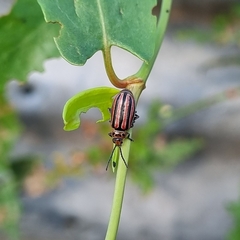 Disonycha bicarinata