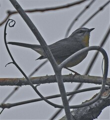 Basileuterus culicivorus