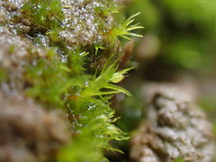 Pseudephemerum nitidum