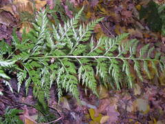 Asplenium adiantum-nigrum