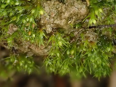 Pseudephemerum nitidum