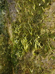 Blindiadelphus recurvatus