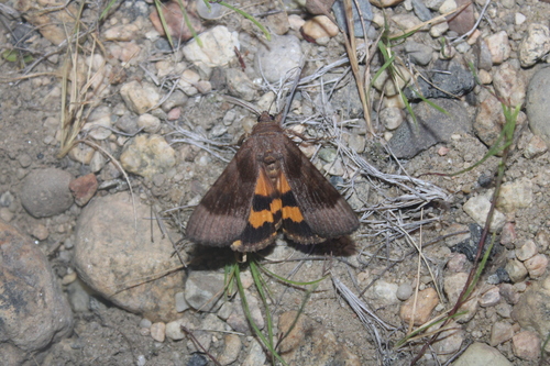 Bay Underwing photo 3