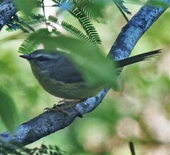 Basileuterus culicivorus