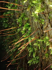 Hygrohypnum luridum