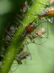 Macrosiphum