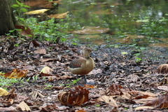 Dendrocygna javanica