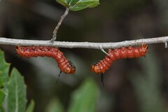 Anisota oslari