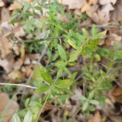 Cruciata glabra