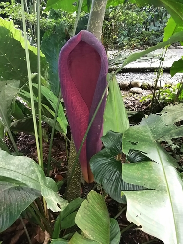 Foto de Abacaxi-do-brejo