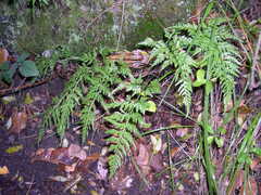 Asplenium adiantum-nigrum