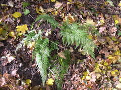 Asplenium adiantum-nigrum