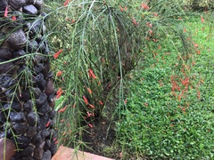 Russelia equisetiformis