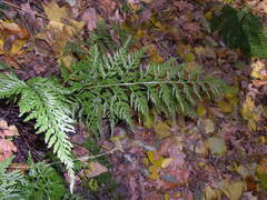 Asplenium adiantum-nigrum