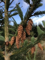 Picea sitchensis