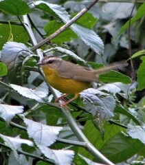 Basileuterus culicivorus