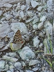Hestina assimilis formosana