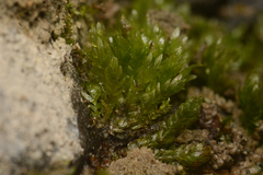 Fissidens ventricosus