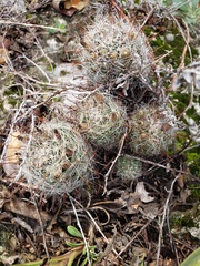 Mammillaria barbata