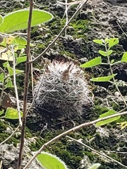 Mammillaria barbata