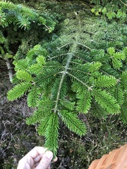 Abies nordmanniana