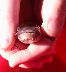 Siluriformes