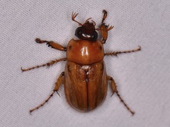Cyclocephala lurida