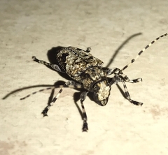 Aegomorphus jaspideus