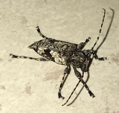 Aegomorphus jaspideus