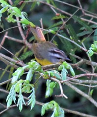 Basileuterus culicivorus