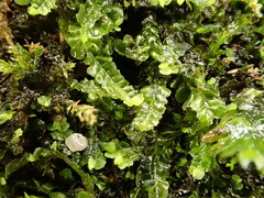 Pedinophyllum interruptum