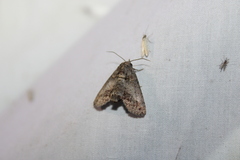 Paectes abrostoloides