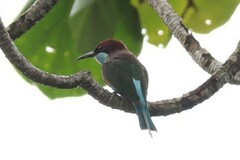 Merops viridis